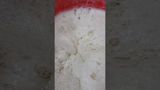 Закваска пшеничная, 100% влажности. Час пик!!!