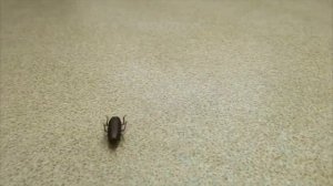 Бегающий таракан