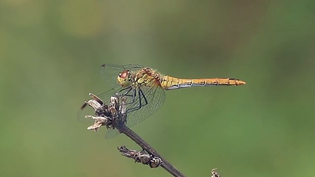 #Азбука юного энтомолога. SUMPETRUM SANGUINEUM