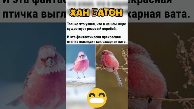 Знал о розовом воробье? | #ХанБатон #XAH6ATOH #shorts #vlog #дзен #dzen #воробей #смех #позитив #юмо