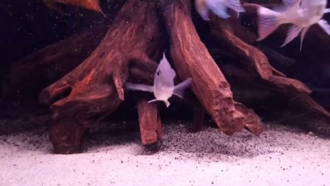 Уару,геофаги,северумы.