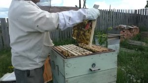 Постановка второго корпуса  Через три недели  Кемеровская система пчеловодства