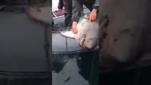 Поймали акулу в каспийском море