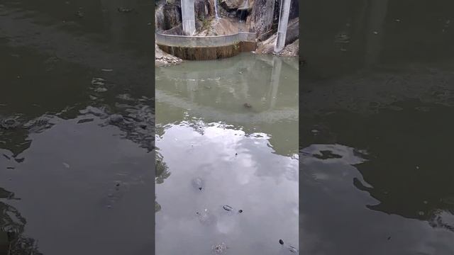 Kek Lok Si #turtle #temple pond #malaysia #travel #travelvlog #vlog #nature #animals #feeding