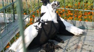 Выставка Южноуральск 2010