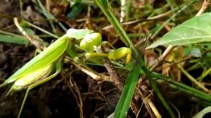 Богомол жрет стрекозу. Mantis eats a dragonfly. Богомол против стрекозы. Каннибал. Животный мир.