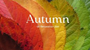Autumn - 4K - Relaxation Film With Calming Music | Autumn Nature Scenes + Relaxing Piano Music