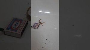 Как жалит скорпион в замедленном действии.