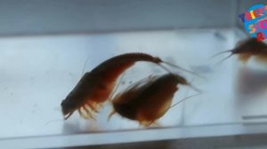 Triops-Shop triops longicaudatus.wmv
