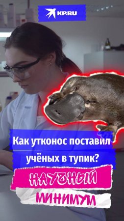 Как утконос поставил учёных в тупик