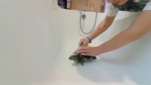 КАК МЫТЬ ЧЕРЕПАХ!!!