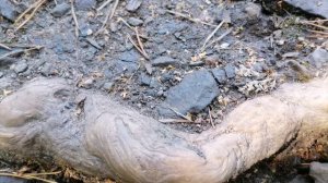 Водопад Кивач. Дендрарий. Карелия. Август 2023