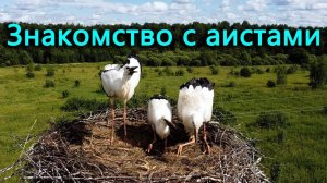 Знакомимся с аистами поближе