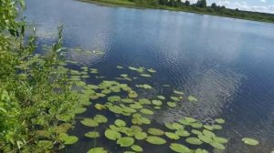 Рыбалка на Старице в жару.Река Ветлуга,д. Прудовка