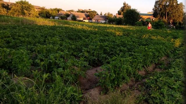 Что эффективно от колорадского жука в 2024 году? смотреть онлайн