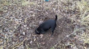 Ягдтерьер помогает дачникам избавиться от грызунов.