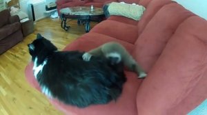 смешные обезьяна и кот