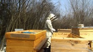 28 марта. Пересаживаю пчел в новые улья.