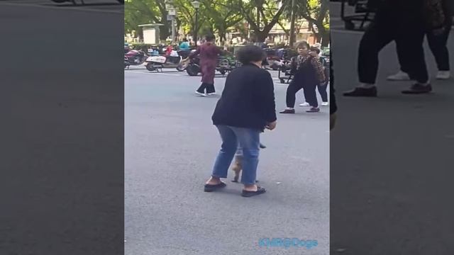 Пёсики тоже ходят на танцы кому за тридцать🕺😂 ( видео про собак )