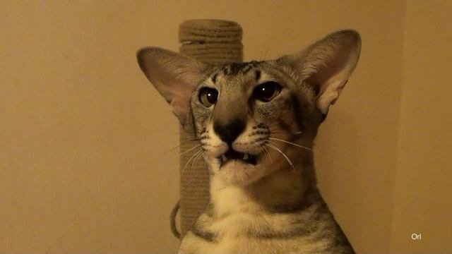 Котэпесня