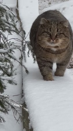 Кот Барсик ✨ Милые котики