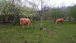 Əsəblərinizi Sakitləşdirəcək Kənd abu havası Успокаивающая Деревенска Атмосфера Kend Heyati
