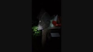 Клюкер пугает Грибабаса в подмосковном лесу