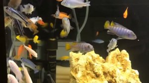 Малавийские цихлиды мбуна