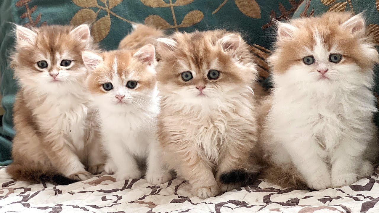 НЕВЫНОСИМО ПРЕКРАСНЫЕ БРИТАНСКИЕ ЗОЛОТЫЕ КОТЯТА ДЛЯ ВАС!