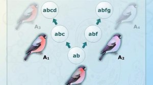Дивергенция в биологии