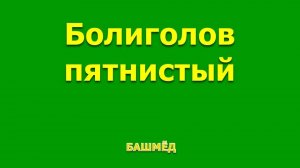Болиголов Сбор Настойка Лекарственные травы