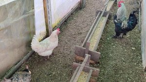 Пищевая сода курам,зачем,и как давать.