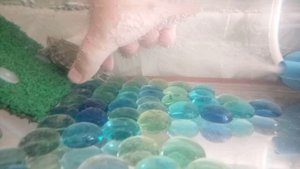 красноухая черепаха 🐢
