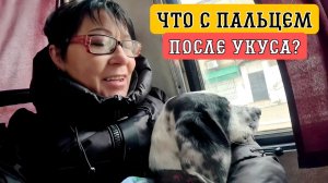 Забрали СОБАЧКУ - как её встретили? /Благодарим Всех  / Что с РУКОЙ после УКУСА?