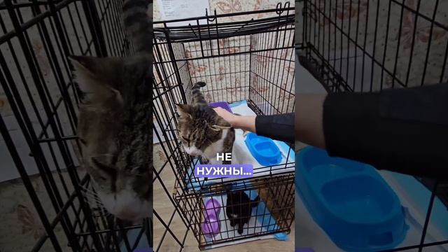 Особенные котики нуждаются в любви и поддержке | Кошкин дом ч.1