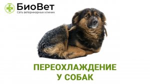 Переохлаждение у собак
