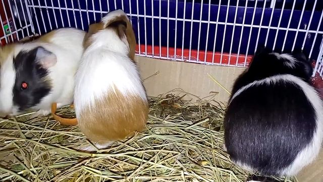 МОРСКИЕ СВИНКИ ПОДРОСЛИ. Готовим к переезду | Хомячуля: Secret Life Hamster - Pets