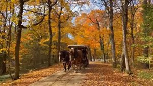 Невероятная осенняя листва на острове Макино. Красивый осенний цветной тур 2024 с мирной музыкой