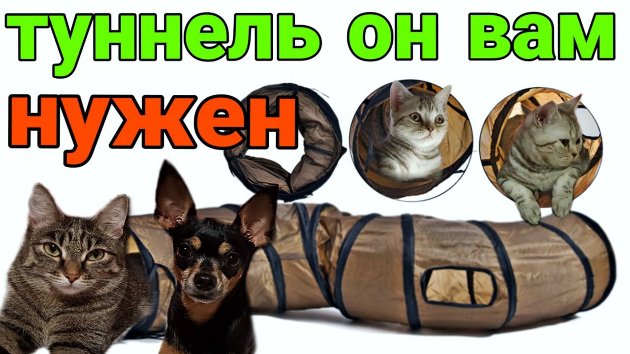 Что мы купили!!! Первая реакция кошек и собаки / Семья Козырь