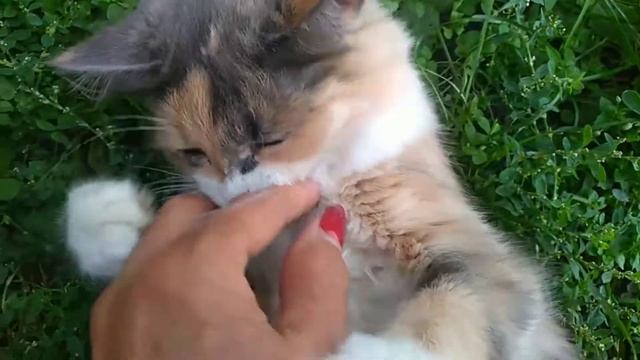 Дела дворовые. Муся по пятам (на пятки наступае) август 26 е. 2021 г. Адамовка. смотреть онлайн