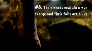 11 (New) Electric Eel Facts You Didn't Know [Must Check #9]