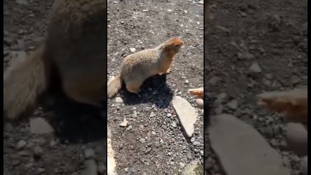 Разговоры с евражкой #природа #удивительноерядом #чукотка