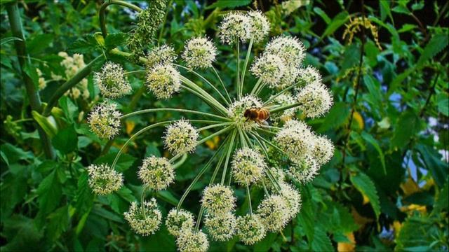 Arcydzięgiel Litwor - Rośliny Alpejskie #1 смотреть онлайн