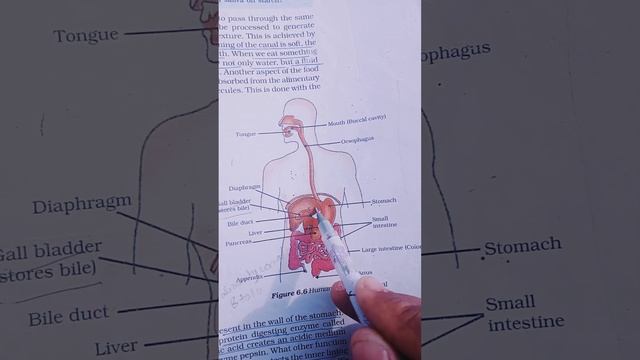 Gall bladder Biology topics