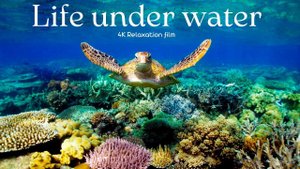 Underwater carefree world with soothing music - 4K - Relaxation Film With Calming Music