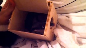 Сахарный поссум борется с салфеткой.