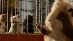 Мыши вы же тупые да??