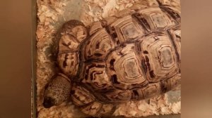 Какие звуки издает черепаха. What sounds turtle makes