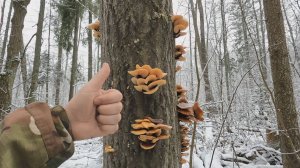 💥К ЧЁРТУ ДИВАН, ЗИМА ВРЕМЯ СБОРА ГРИБОВ в ПОДМОСКОВЬЕ.👉ГРИБЫ в ДЕКАБРЕ 2024🌲🍄🌳