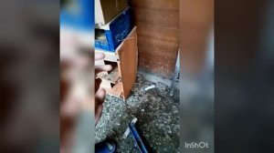 Пискунчик подрастает. Piskun(chick) grows up.